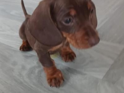 Mini Dachshund puppies in Kildare