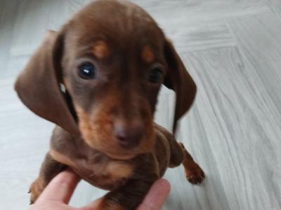 Mini Dachshund puppies in Kildare