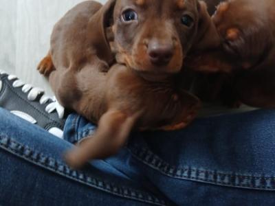 Mini Dachshund puppies in Kildare