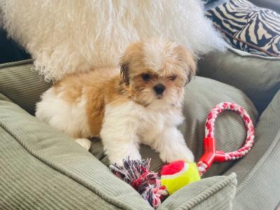 Stunning 💕Purebred Shih Tzu puppies in Meath