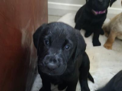 Labrador x Poodle (Large) puppies for sale in Waterford