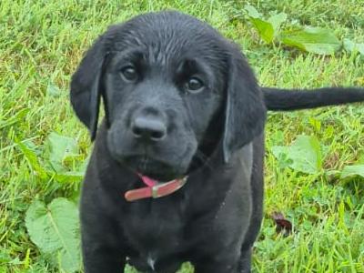 Labrador x Poodle (Large) puppies for sale in Waterford