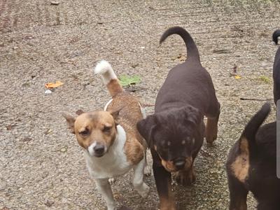Rottweiler Pupies for sale in Cork