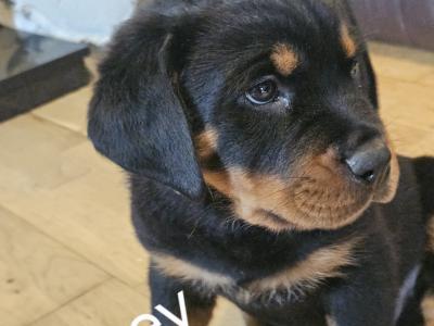 Rottweiler Pupies for sale in Cork