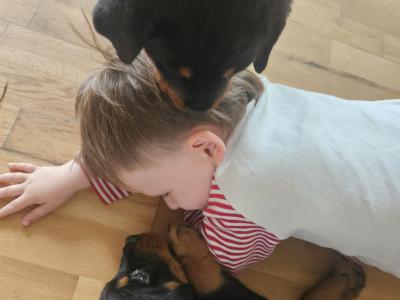 Rottweiler Pupies for sale in Cork