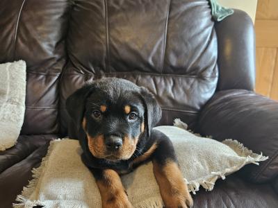Rottweiler Pupies for sale in Cork