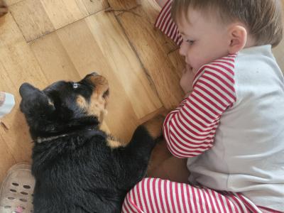 Rottweiler Pupies for sale in Cork