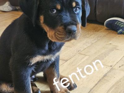 Rottweiler Pupies for sale in Cork