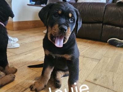 Rottweiler Pupies for sale in Cork