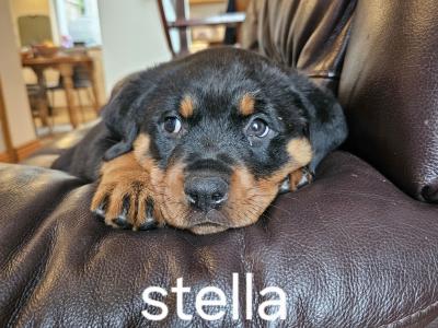 Rottweiler Pupies for sale in Cork