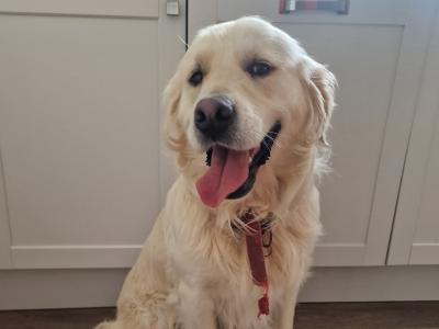 Loving home needed for our Golden Retriever