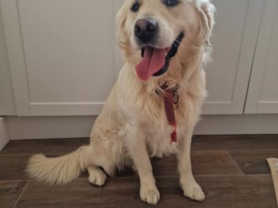 Loving home needed for our Golden Retriever