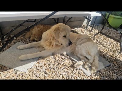 Loving home needed for our Golden Retriever