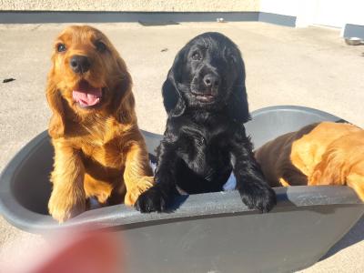 Beautiful Cocker Spaniel puppies for sale in Cavan