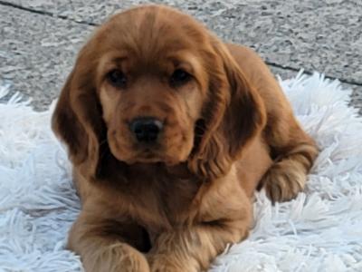 Beautiful Cocker Spaniel puppies for sale in Cavan