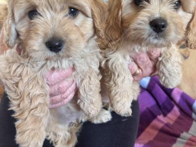 Affectionate Cavachon puppies in Cork
