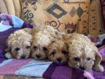 Affectionate Cavachon puppies in Cork