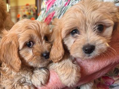 Affectionate Cavachon puppies in Cork