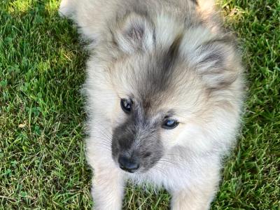 Male Pomeranian puppy for sale in Cork!