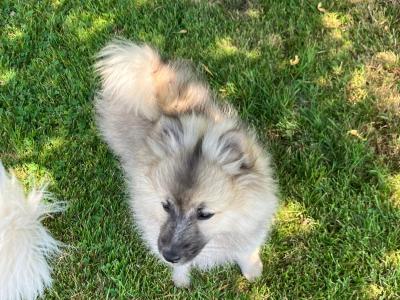 Male Pomeranian puppy for sale in Cork!