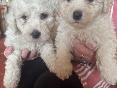 Friendly Bichon Frise puppies in Cork