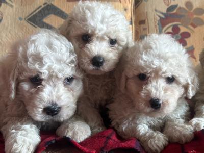 Friendly Bichon Frise puppies in Cork