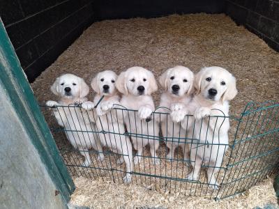 3 x Adorable Male purebred Golden Retriever puppies in Kildare