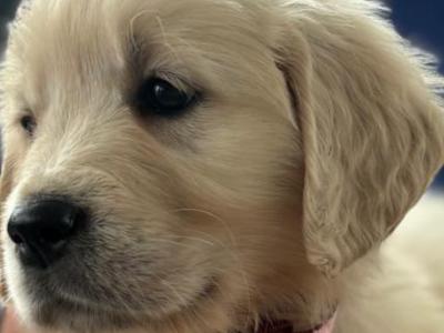 Golden Retrievers health tested