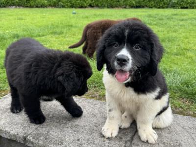 IKC Registered Newfoundland puppies in Monaghan