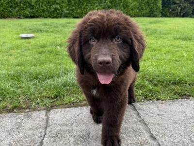 IKC Registered Newfoundland puppies in Monaghan