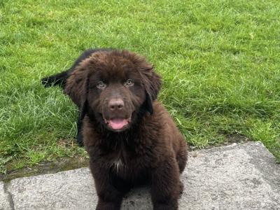 IKC Registered Newfoundland puppies in Monaghan