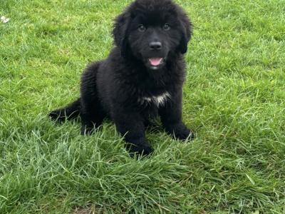 IKC Registered Newfoundland puppies in Monaghan