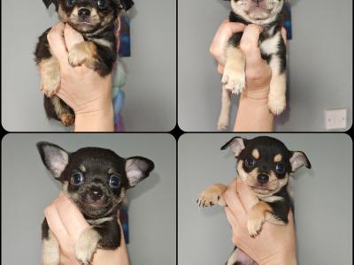 Stunning Chihuahua puppies long & short haired