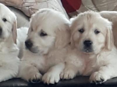 Golden Retrievers health tested