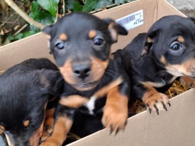 Black and Tan Jack Russell puppies in Cork