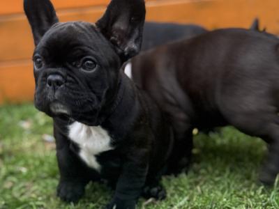 French Bulldog puppies in Dublin
