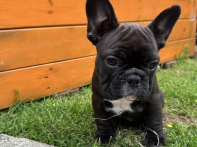 French Bulldog puppies in Dublin