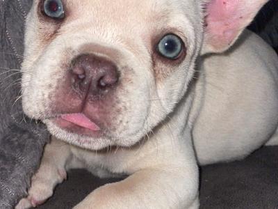 French Bulldog puppies in Wexford