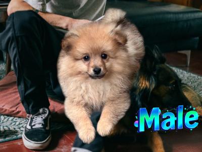 Male Pomeranian pup for sale in Wexford