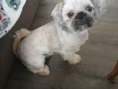 Shinese puppies (Shih Tzu x Pekingese) in Dublin