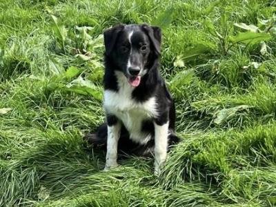 3 Border Collie Dogs Purebred Non-Registered