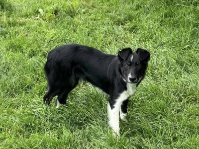 3 Border Collie Dogs Purebred Non-Registered