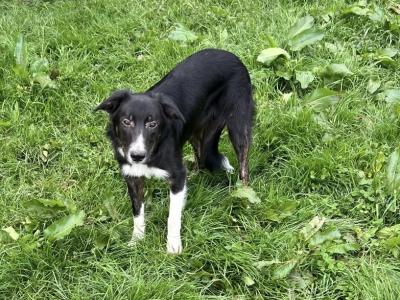 3 Border Collie Dogs Purebred Non-Registered
