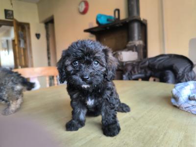 Last boy left . Black Cavachon boy .very rare .