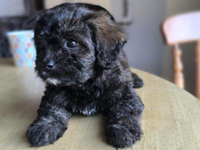 Last boy left . Black Cavachon boy .very rare .