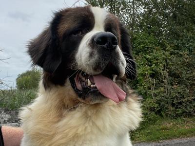 IKC Registered Rocky the St. Bernard 🥊🔥 in Tipperary