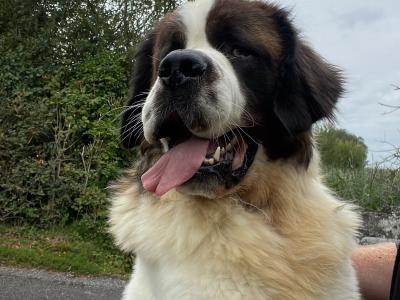 IKC Registered Rocky the St. Bernard 🥊🔥 in Tipperary