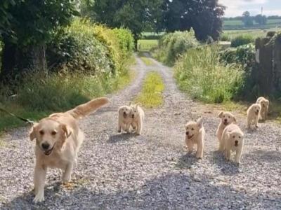 Purebreed Golden Retriever