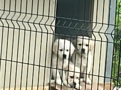 Male Golden Retriever puppies for sale in Offaly