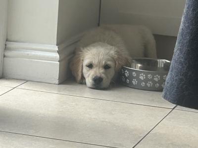 Male Golden Retriever puppies for sale in Offaly